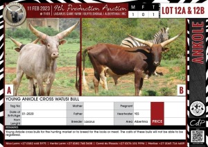 LOT 12A 1X Young ankole cross Watusi bull LASARUS Albertinia