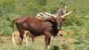 LOT 12B 1X Young ankole cross Watusi bull LASARUS Albertinia - 2