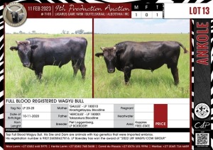 LOT 13 1X Full Blood Registered Wagyu Bull PIET LOGGERENBERG,LP BOERDERY Koppies, Free-State