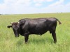 LOT 13 1X Full Blood Registered Wagyu Bull PIET LOGGERENBERG,LP BOERDERY Koppies, Free-State - 2