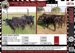 LOT 14 3X Cross Wagyu Heifers PIET LOGGERENBERG,LP BOERDERY Koppies, Free-State (Pay per piece tp take all)