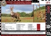 LOT 9 1 X 16,5" Young Bushbuck Ram LASARUS Modimolle, Limpopo