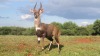 LOT 9 1 X 16,5" Young Bushbuck Ram LASARUS Modimolle, Limpopo - 2