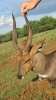 LOT 9 1 X 16,5" Young Bushbuck Ram LASARUS Modimolle, Limpopo - 3