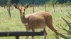 LOT 10 2 X Bushbuck Ewes Walking With 18" 'SILKAATS' LASARUS Albertinia (Pay per piece to take the lot) - 2