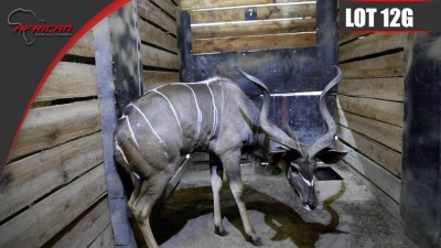 Kudu