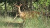 LOT 11 2 X Bushbuck Ewes Walking With 17" 'RANKOTEA' LASARUS Modimolle, Limpopo (Pay per piece to take the lot) - 2