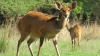 LOT 12 2 X Bushbuck Ewes Walking With 17" 'MAKAU' LASARUS Modimolle, Limpopo (Pay per piece to take the lot) - 2