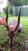 LOT 12 2 X Bushbuck Ewes Walking With 17" 'MAKAU' LASARUS Modimolle, Limpopo (Pay per piece to take the lot) - 3