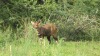 LOT 13 1 X Young Bushbuck Ram LASARUS Modimolle, Limpopo - 2