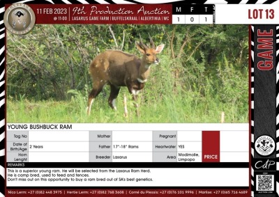 LOT 13 1 X Young Bushbuck Ram LASARUS Modimolle, Limpopo