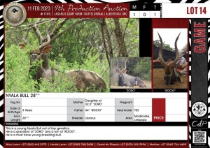 LOT 14 1 X Nyala Bull 28"+ LASARUS Modimolle, Limpopo