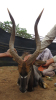 LOT 14 1 X Nyala Bull 28"+ LASARUS Modimolle, Limpopo - 3