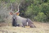 LOT 14 1 X Nyala Bull 28"+ LASARUS Modimolle, Limpopo - 4