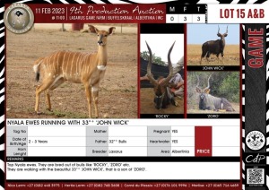 LOT 15A 3 X Nyala Ewes Running with 33"+ 'JOHN WICK' LASARUS Albertinia (Pay per piece to take the lot)