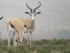 LOT 32 2 X 11"+ Springbuck Ewes LASARUS Albertinia (Pay per piece to take the lot) - 6