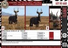 LOT 16A 1 X Nyala Bull, Son of 34" 'ROCKY' LASARUS Albertinia