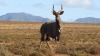 LOT 16A 1 X Nyala Bull, Son of 34" 'ROCKY' LASARUS Albertinia - 2