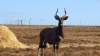 LOT 16B 1 X Nyala Bull, Son of 34" 'ROCKY' LASARUS Albertinia - 2