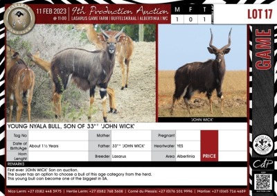 LOT 17 1 X Young Nyala Bull, Son of 33"+ 'JOHN WICK' LASARUS Albertinia