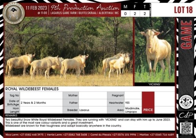 LOT 18 2 X Royal Wildebeest Females LASARUS Modimolle, Limpopo (Pay per piece to take the lot)