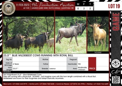 LOT 19 2 X 23,5"+ Blue Wildebeest Cows Running with Royal Bull LASARUS Modimolle, Limpopo (Pay per piece to take the lot)