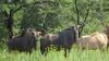 LOT 19 2 X 23,5"+ Blue Wildebeest Cows Running with Royal Bull LASARUS Modimolle, Limpopo (Pay per piece to take the lot) - 2