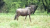 LOT 19 2 X 23,5"+ Blue Wildebeest Cows Running with Royal Bull LASARUS Modimolle, Limpopo (Pay per piece to take the lot) - 3