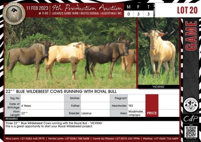 LOT 20 3 X 22"+ Blue Wildebeest Cows Running with Royal Bull LASARUS Modimolle, Limpopo (Pay per piece to take the lot)