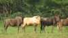 LOT 20 3 X 22"+ Blue Wildebeest Cows Running with Royal Bull LASARUS Modimolle, Limpopo (Pay per piece to take the lot) - 2