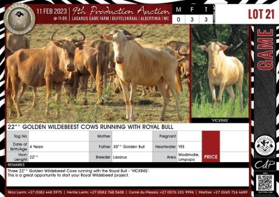 LOT 21 3 X 22"+ Golden Wildebeest Cows Running with Royal Bull LASARUS Modimolle, Limpopo (Pay per piece to take the lot)