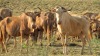 LOT 21 3 X 22"+ Golden Wildebeest Cows Running with Royal Bull LASARUS Modimolle, Limpopo (Pay per piece to take the lot) - 2