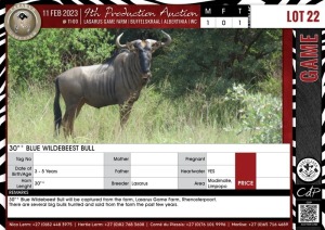 LOT 22 1 X 30"+ Blue Wildebeest Bull LASARUS Modimolle, Limpopo