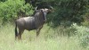 LOT 22 1 X 30"+ Blue Wildebeest Bull LASARUS Modimolle, Limpopo - 2