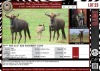 LOT 23 2+1 X 24 5/8" AND 23,5" Blue Wildebeest Cows LASARUS Albertinia (Pay per piece to take the lot)