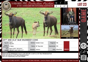 LOT 23 2+1 X 24 5/8" AND 23,5" Blue Wildebeest Cows LASARUS Albertinia (Pay per piece to take the lot)