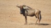 LOT 23 2+1 X 24 5/8" AND 23,5" Blue Wildebeest Cows LASARUS Albertinia (Pay per piece to take the lot) - 6