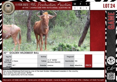 LOT 24 1 X 30"+ Golden Wildebeest Bull LASARUS Albertinia