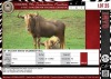 LOT 25 1 X 28" Golden Kings Wildebeest Bull LASARUS Albertinia