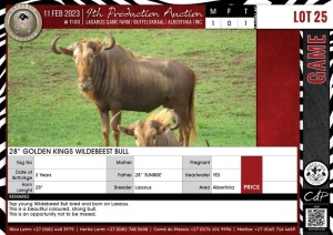 LOT 25 1 X 28" Golden Kings Wildebeest Bull LASARUS Albertinia