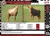 LOT 26 2 X 24" & 23,5" Golden Kings Wildebeest Cows LASARUS Albertinia (Pay per piece to take the lot)