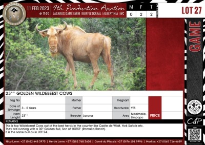 LOT 27 2 X 23"+ Golden Wildebeest Cows LASARUS Modimolle, Limpopo (Pay per piece to take the lot)