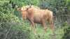 LOT 27 2 X 23"+ Golden Wildebeest Cows LASARUS Modimolle, Limpopo (Pay per piece to take the lot) - 2