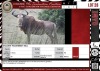 LOT 28 1 X Golden Wildebeest Bull BAARDBOS GAME RESERVE Still Bay