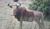 LOT 28 1 X Golden Wildebeest Bull BAARDBOS GAME RESERVE Still Bay - 2