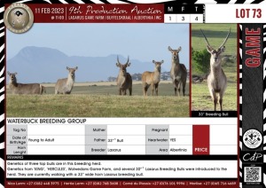 LOT 73 4 X Waterbuck Breeding Group LASARUS Albertinia (Pay per piece to take the lot)