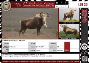 LOT 30 1 X Kings Wildebeest Heifer LASARUS Albertinia