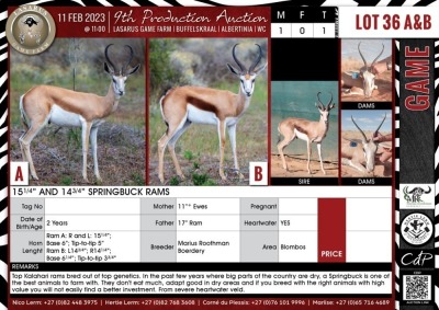 LOT 36A 1 X 15 1/4" Springbuck Ram MARIUS ROOTHMAN BOERDERY Blombos