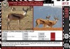 LOT 37 5 X Kalahari Copper Springbuck Family Group LASARUS Albertinia (Pay per piece to take the lot)