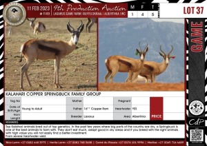 LOT 37 5 X Kalahari Copper Springbuck Family Group LASARUS Albertinia (Pay per piece to take the lot)